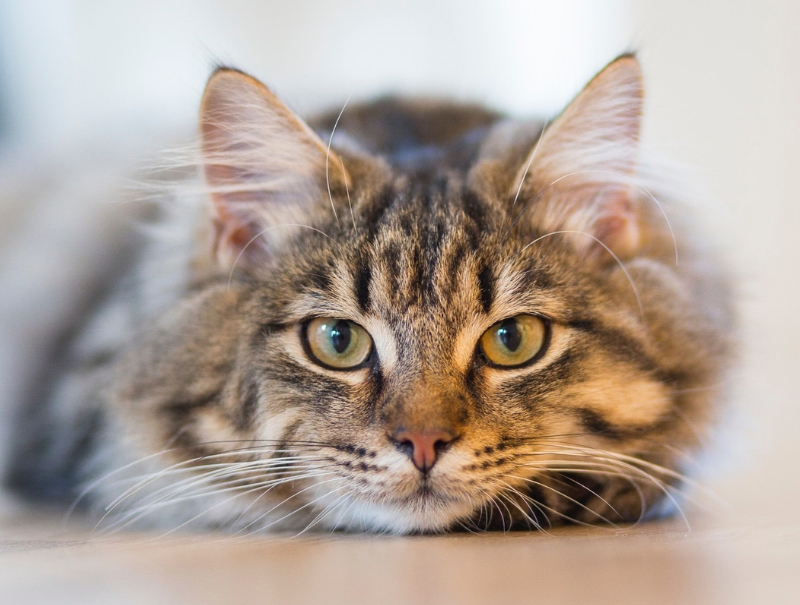 Interlakes Animal Hospital Forms